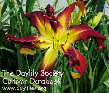 Daylily Webster's Double Wonder